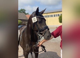Duitse rijpony, Merrie, 9 Jaar, 146 cm, Zwart