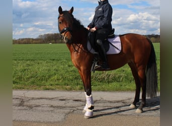 Duitse rijpony, Merrie, 9 Jaar, 147 cm, Bruin