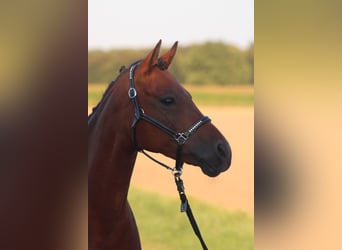 Duitse rijpony, Merrie, 9 Jaar, 147 cm, Bruin