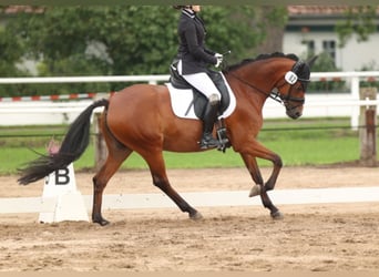 Duitse rijpony, Merrie, 9 Jaar, 147 cm, Bruin