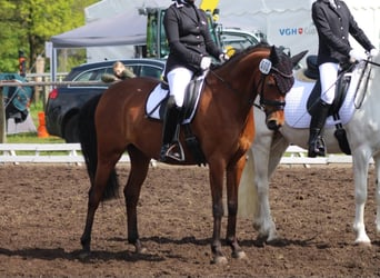 Duitse rijpony, Merrie, 9 Jaar, 147 cm, Bruin