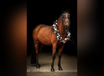 Duitse rijpony, Merrie, 9 Jaar, 147 cm, Bruin