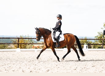 Duitse rijpony, Merrie, 9 Jaar, 147 cm, Bruin