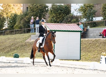 Duitse rijpony, Merrie, 9 Jaar, 147 cm, Bruin
