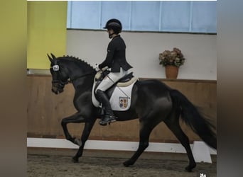 Duitse rijpony, Merrie, 9 Jaar, 147 cm, Bruin