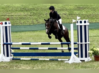 Duitse rijpony, Merrie, 9 Jaar, 147 cm, Donkerbruin
