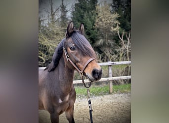 Duitse rijpony, Merrie, 9 Jaar, 147 cm, Donkerbruin