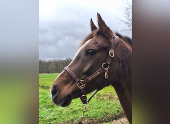 Duitse rijpony, Merrie, 9 Jaar, 147 cm, Donkere-vos