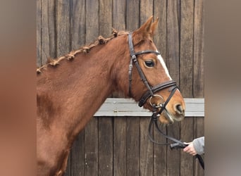 Duitse rijpony, Merrie, 9 Jaar, 147 cm, Vos