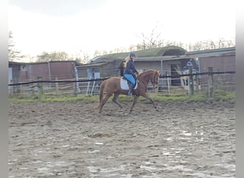 Duitse rijpony, Merrie, 9 Jaar, 147 cm, Vos