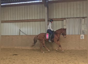 Duitse rijpony, Merrie, 9 Jaar, 147 cm, Vos