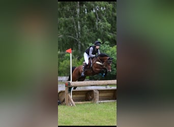 Duitse rijpony, Merrie, 9 Jaar, 148 cm, Bruin