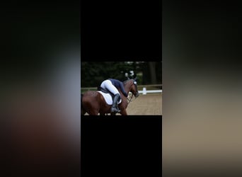 Duitse rijpony, Merrie, 9 Jaar, 148 cm, Bruin