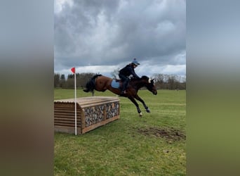 Duitse rijpony, Merrie, 9 Jaar, 148 cm, Bruin