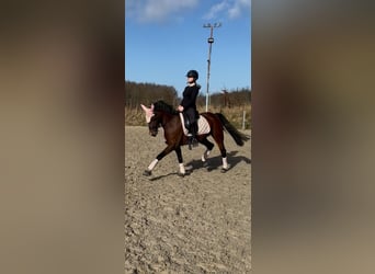 Duitse rijpony, Merrie, 9 Jaar, 148 cm, Bruin
