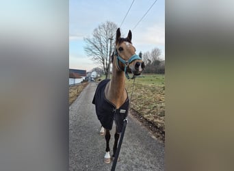 Duitse rijpony, Merrie, 9 Jaar, 148 cm, Buckskin