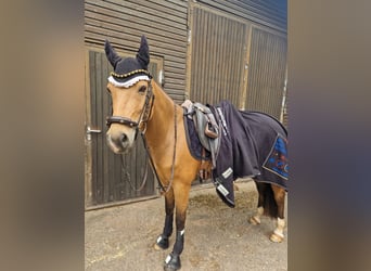 Duitse rijpony, Merrie, 9 Jaar, 148 cm, Buckskin