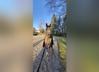 Duitse rijpony, Merrie, 9 Jaar, 148 cm, Buckskin