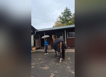 Duitse rijpony, Merrie, 9 Jaar, 148 cm, Buckskin