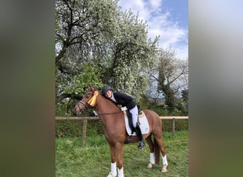 Duitse rijpony, Merrie, 9 Jaar, 148 cm, Donkere-vos