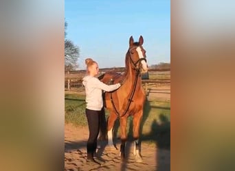 Duitse rijpony, Merrie, 9 Jaar, 148 cm, Donkere-vos