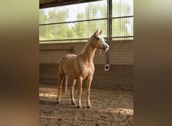 Duitse rijpony, Merrie, 9 Jaar, 148 cm, Palomino