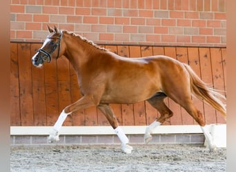 Duitse rijpony, Merrie, 9 Jaar, 148 cm, Vos
