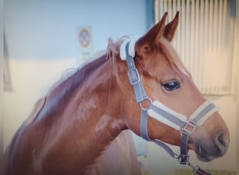 Duitse rijpony, Merrie, 9 Jaar, 148 cm, Vos