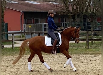 Duitse rijpony, Merrie, 9 Jaar, 148 cm, Vos