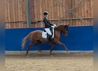 Duitse rijpony, Merrie, 9 Jaar, 148 cm, Vos