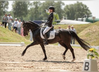 Duitse rijpony, Merrie, 9 Jaar, 148 cm, Zwart