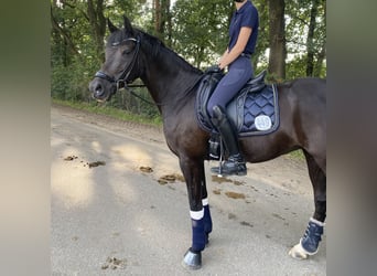 Duitse rijpony, Merrie, 9 Jaar, 148 cm, Zwart