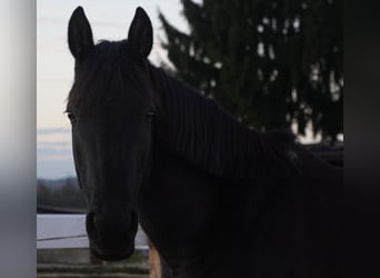 Duitse rijpony, Merrie, 9 Jaar, 148 cm, Zwart