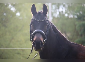 Duitse rijpony, Merrie, 9 Jaar, 148 cm, Zwartbruin