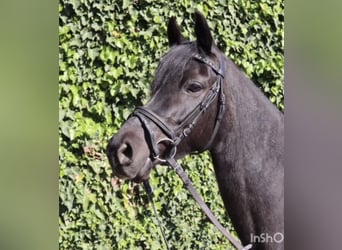 Duitse rijpony, Merrie, 9 Jaar, 149 cm, Zwart