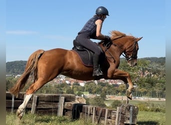Duitse rijpony Mix, Merrie, 9 Jaar, 152 cm, Vos