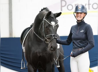 Duitse rijpony, Merrie, 9 Jaar, 153 cm, Zwart