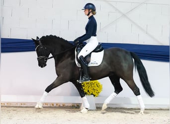 Duitse rijpony, Merrie, 9 Jaar, 153 cm, Zwart