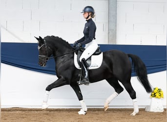 Duitse rijpony, Merrie, 9 Jaar, 153 cm, Zwart