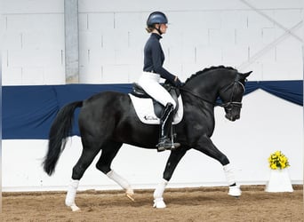 Duitse rijpony, Merrie, 9 Jaar, 153 cm, Zwart