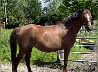 Duitse rijpony, Merrie, 9 Jaar, 155 cm, Donkere-vos