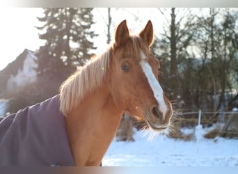 Duitse rijpony, Merrie, 9 Jaar, 156 cm, Falbe