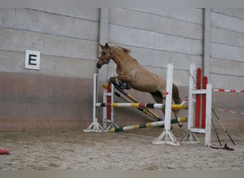 Duitse rijpony, Merrie, 9 Jaar, 156 cm, Falbe