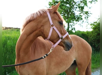 Duitse rijpony, Merrie, 9 Jaar, 156 cm, Falbe