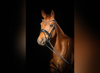 Duitse rijpony, Merrie, 9 Jaar, 158 cm, Vos