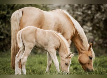 Duitse rijpony, Merrie, veulen (03/2024), 103 cm, Palomino