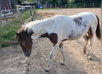 Duitse rijpony, Merrie, veulen (01/2024), 110 cm, Gevlekt-paard