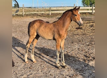 Duitse rijpony, Merrie, , 145 cm, Bruin