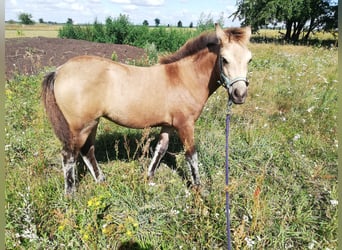 Duitse rijpony, Merrie, veulen (04/2024), 145 cm, Buckskin