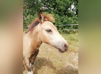 Duitse rijpony, Merrie, veulen (04/2024), 145 cm, Buckskin